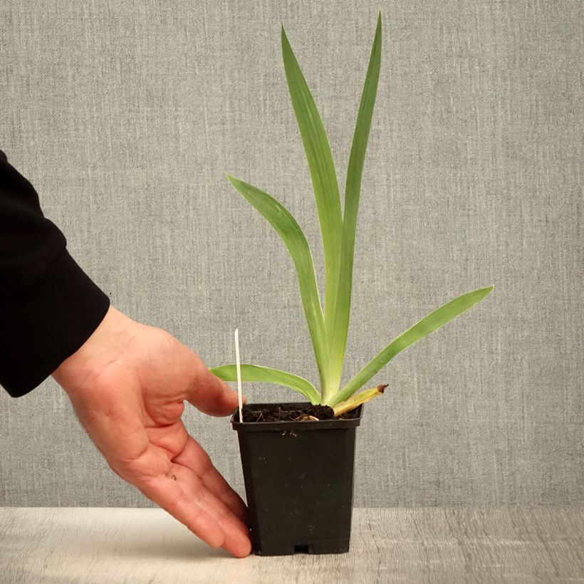 Iris germanica Flamenco Maceta de 8/9 cm Ejemplar entregado en la primavera