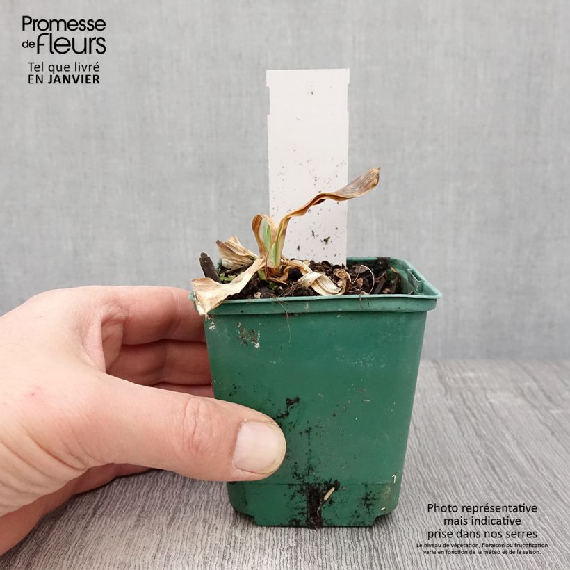 Iris germanica Flaming Dragon Maceta de 8/9 cm Ejemplar entregado en invierno