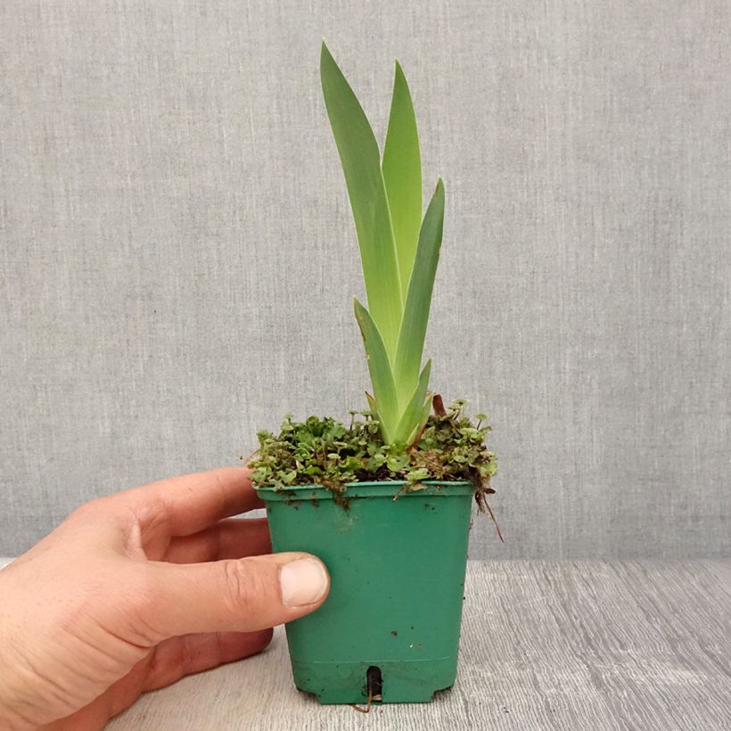 Iris germanica Flaming Dragon Maceta de 8/9 cm Ejemplar entregado en la primavera