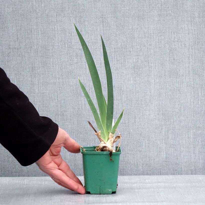 Iris germanica Frison-Roche Maceta de 8/9 cm Ejemplar entregado en invierno