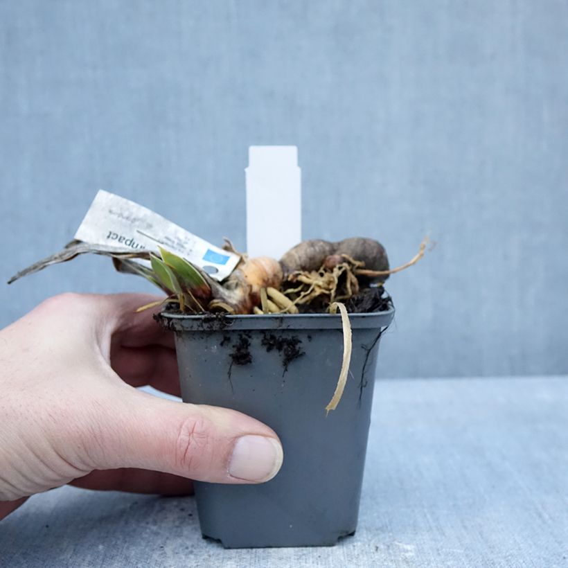 Iris germanica Full Impact Maceta de 8/9 cm Ejemplar entregado en invierno