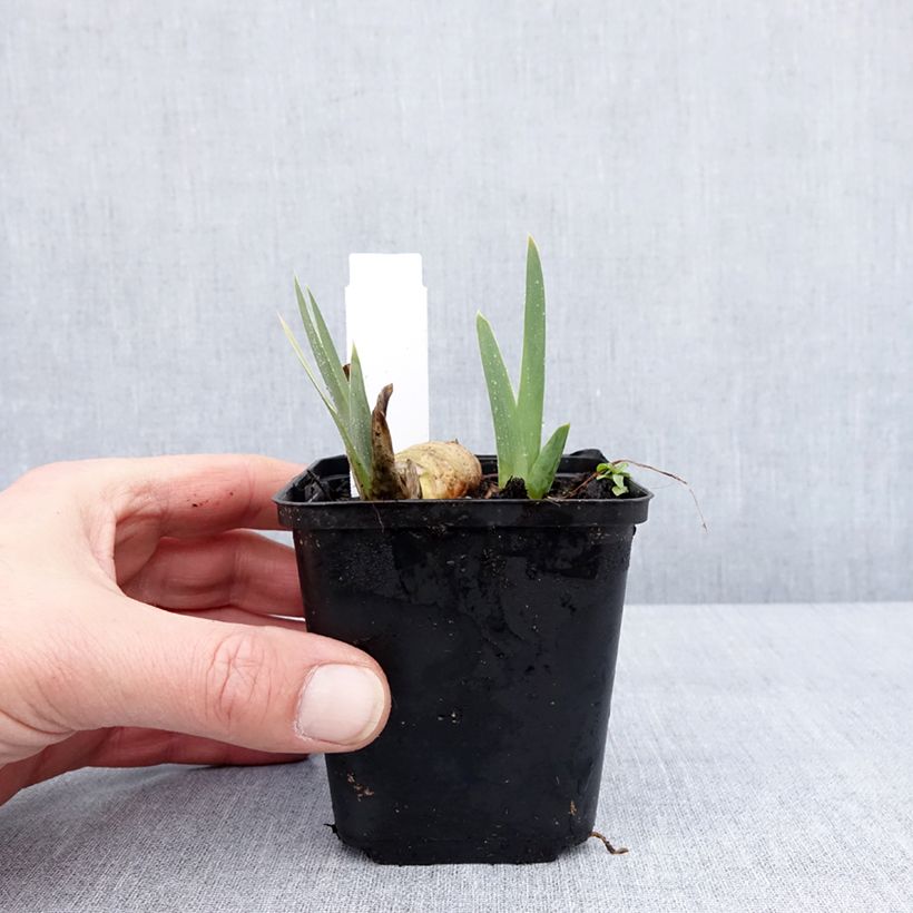 Iris germanica Gérard Brière Maceta de 8/9 cm Ejemplar entregado en invierno