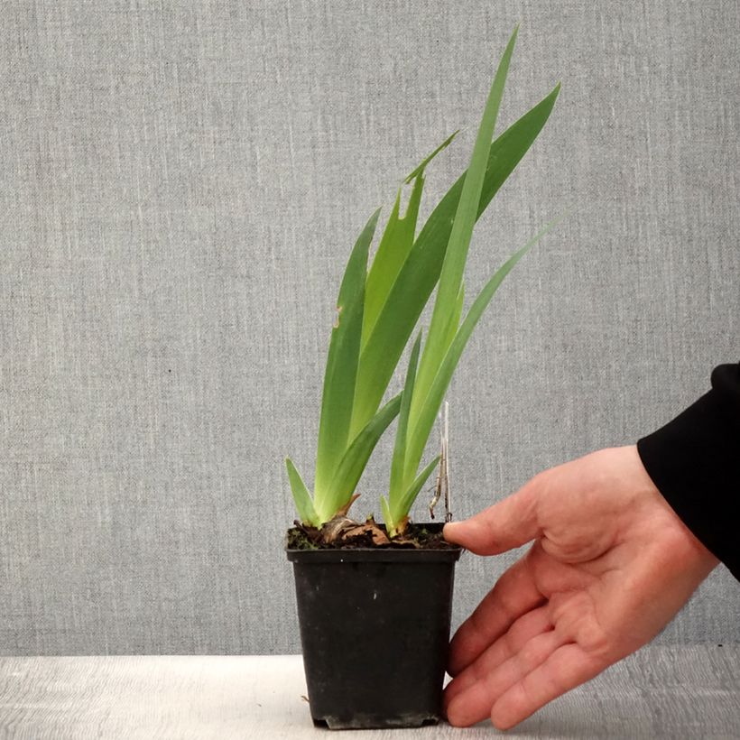 Iris germanica Gérard Brière Maceta de 8/9 cm Ejemplar entregado en la primavera