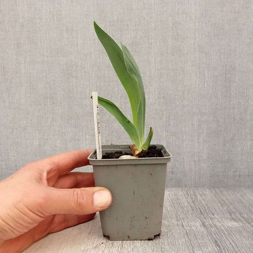 Iris germanica Gipsy Romance Maceta de 8/9 cm Ejemplar entregado en la primavera