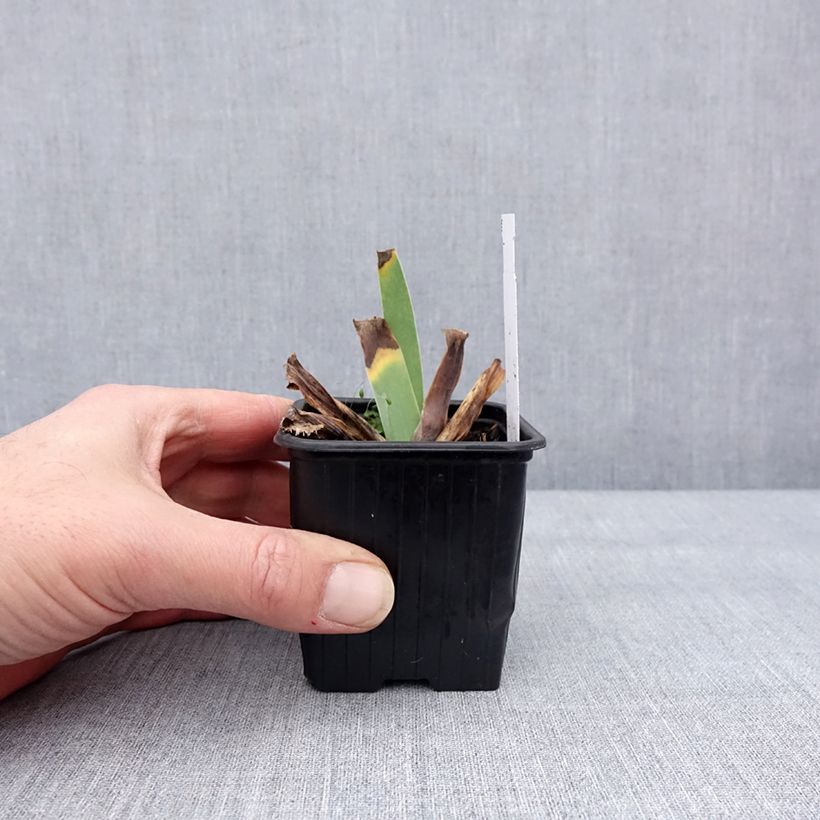 Iris germanica Glacier Maceta de 8/9 cm Ejemplar entregado en invierno