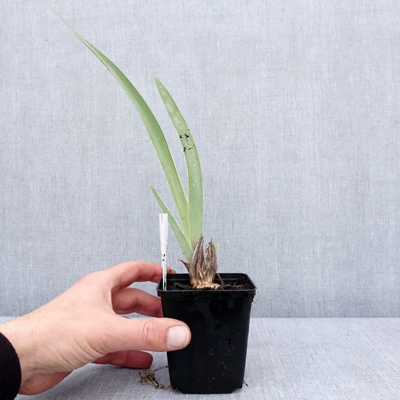 Iris germanica Golden Immortal Maceta de 8/9 cm Ejemplar entregado en invierno