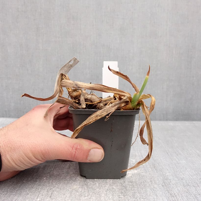 Iris germanica Gracchus Maceta de 8/9 cm Ejemplar entregado en invierno