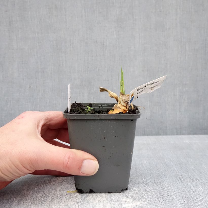 Iris germanica Grape Snakez Maceta de 8/9 cm Ejemplar entregado en invierno