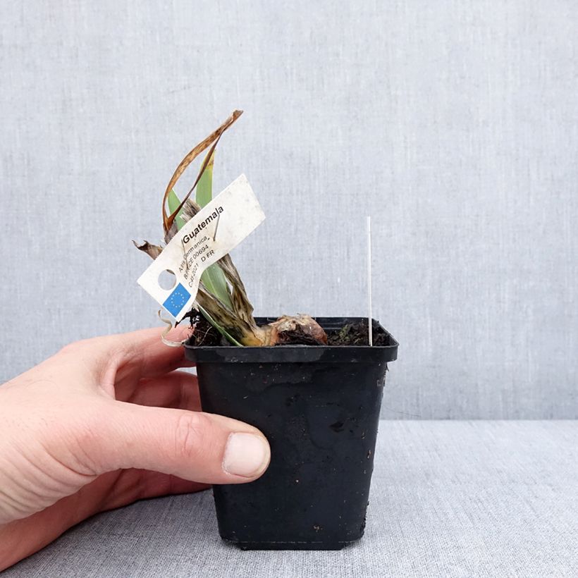 Iris germanica Guatemala Maceta de 8/9 cm Ejemplar entregado en invierno