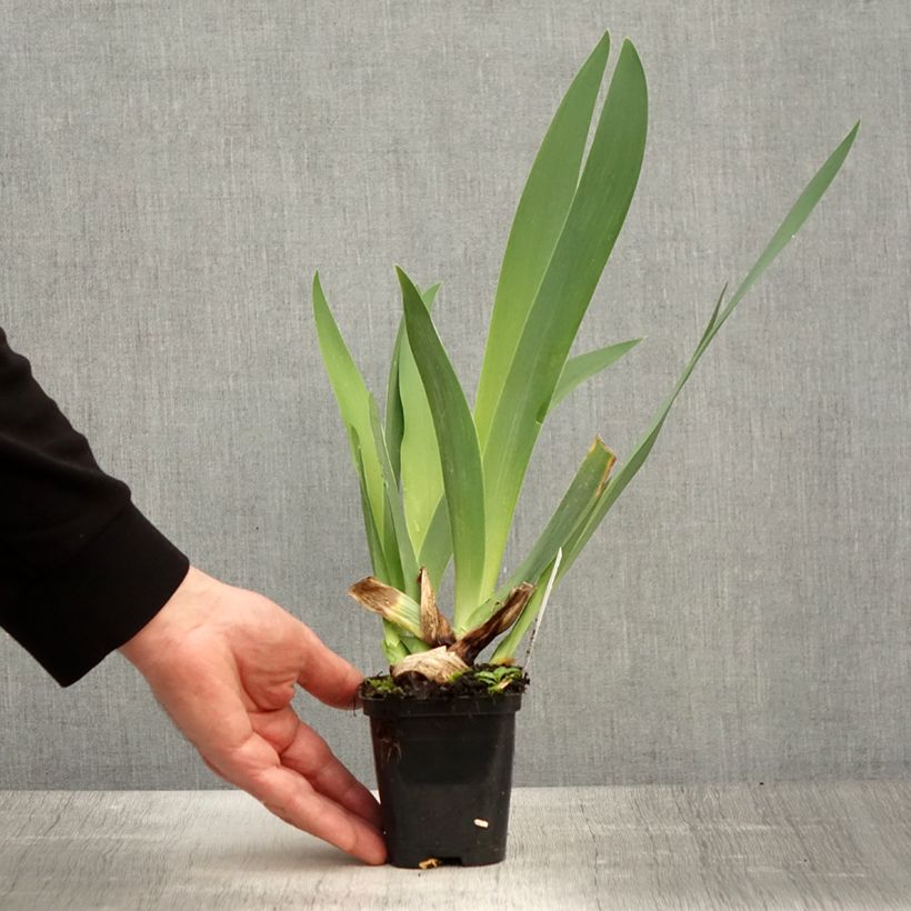 Iris germanica Guatemala Maceta de 8/9 cm Ejemplar entregado en la primavera