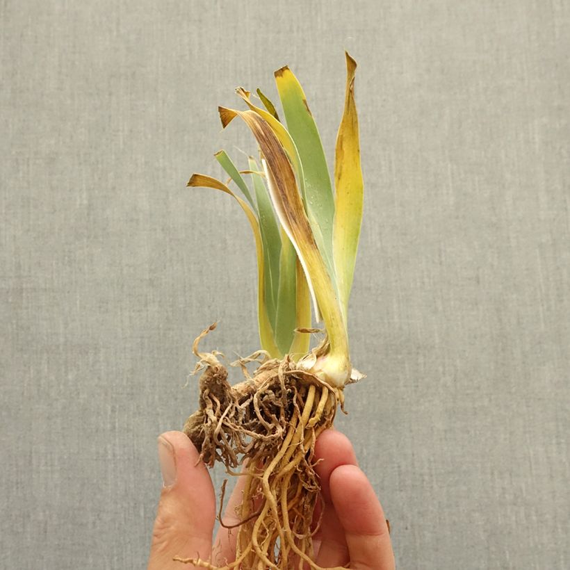 Iris germanica Guernazelle Rizoma Ejemplar entregado en invierno