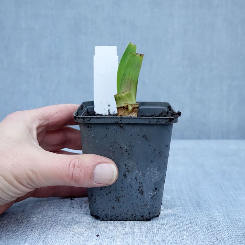 Iris germanica Harbor Blue Maceta de 8/9 cm Ejemplar entregado en invierno