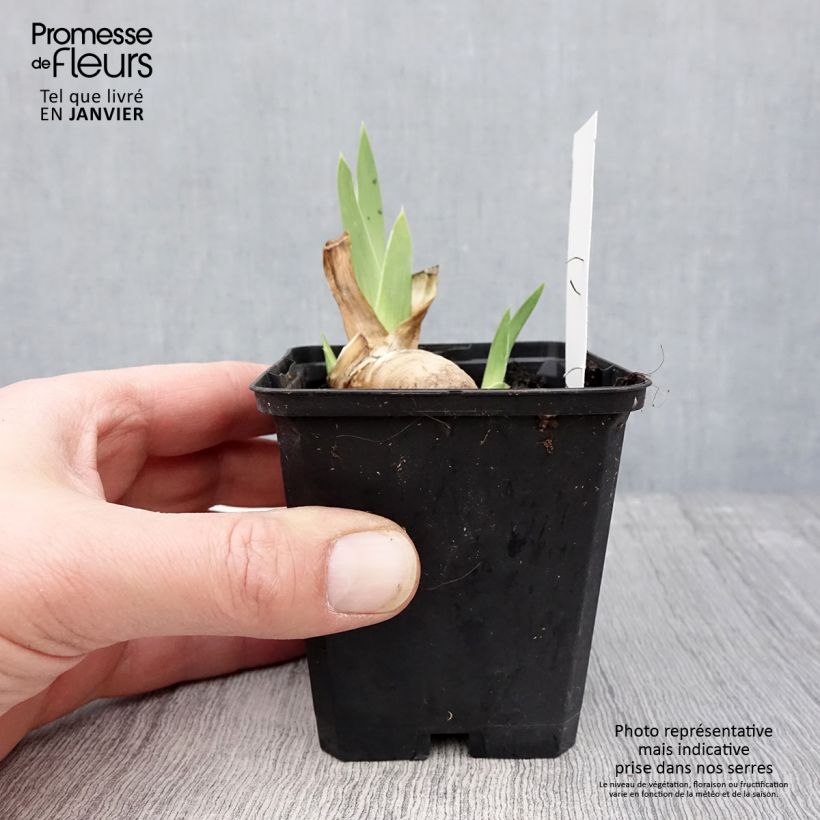 Iris germanica Haut les Voiles Maceta de 8/9 cm Ejemplar entregado en invierno