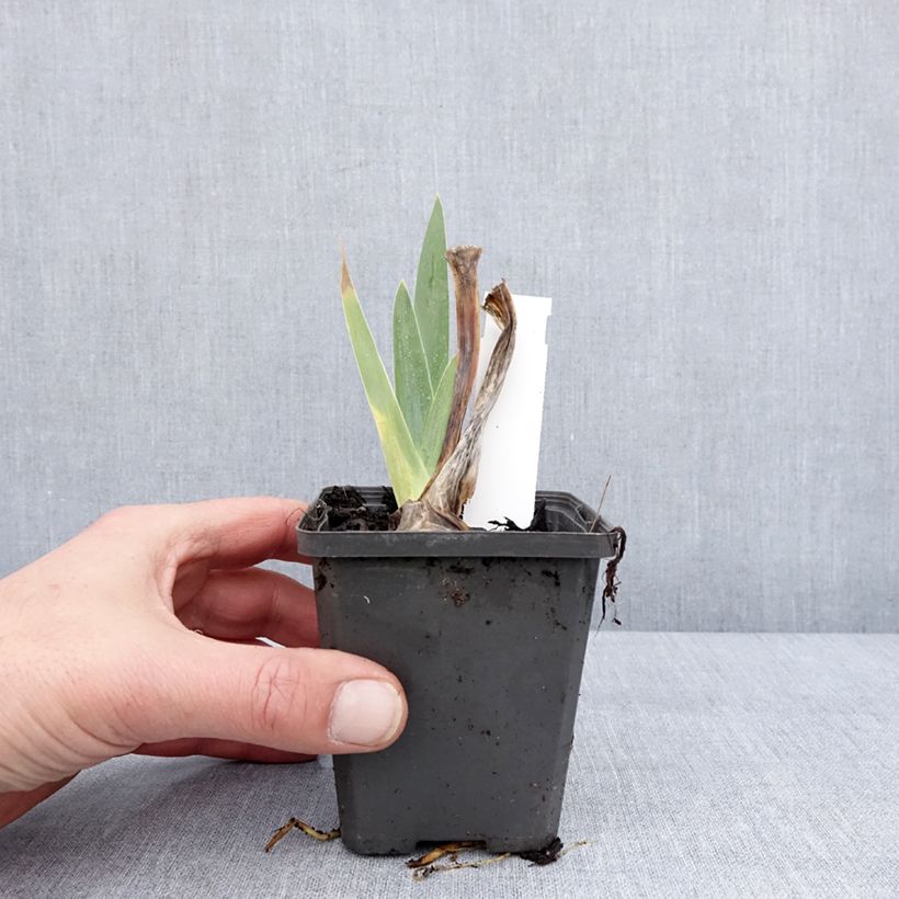 Iris germanica Hello Darling Maceta de 8/9 cm Ejemplar entregado en invierno