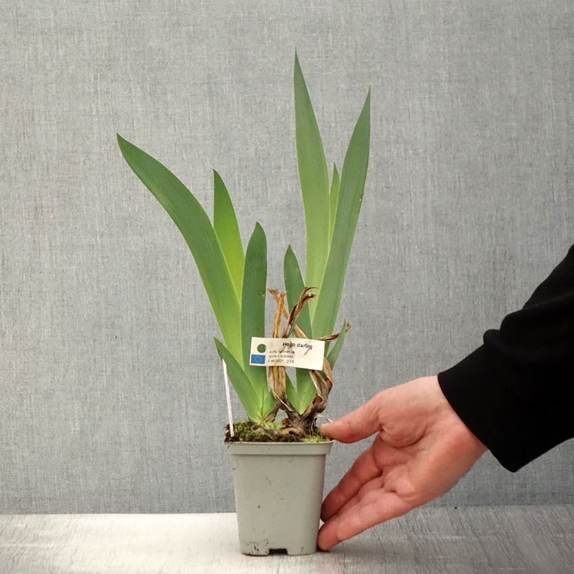 Iris germanica Hello Darling Maceta de 8/9 cm Ejemplar entregado en la primavera