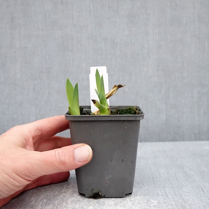 Iris germanica Heure Bleue - Lirio azul Maceta de 8/9 cm Ejemplar entregado en invierno