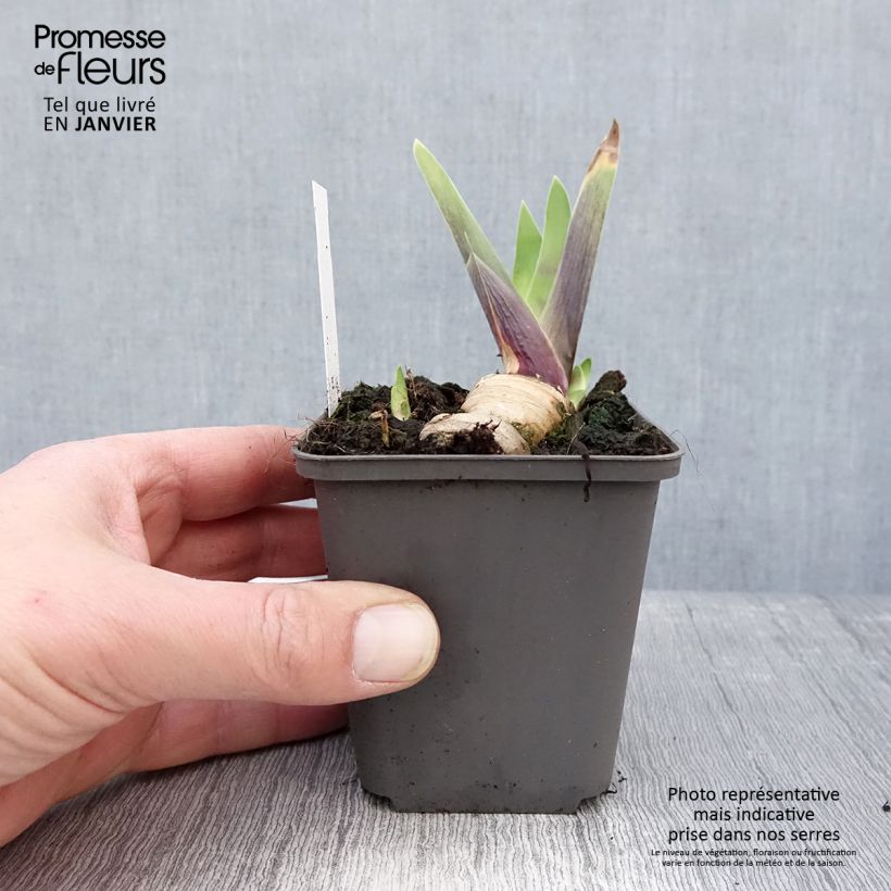 Iris germanica Honky Tonk Blues Maceta de 8/9 cm Ejemplar entregado en invierno