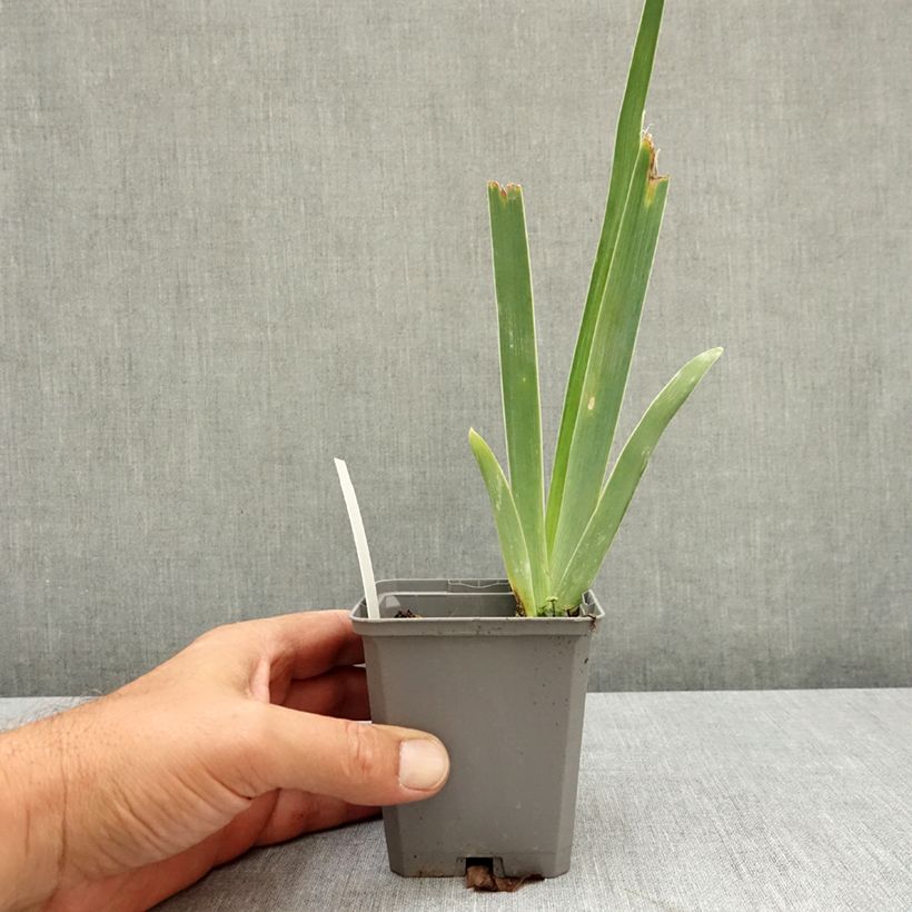 Ejemplar de Iris germanica Immortality Maceta de 8/9 cm entregado en verano