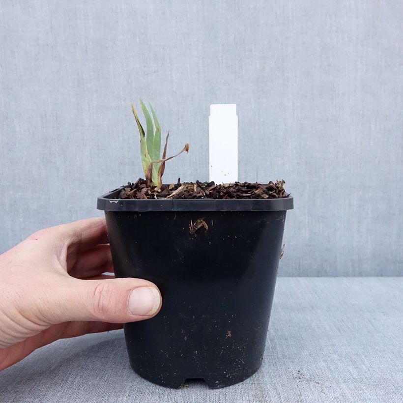 Iris germanica Immortality Maceta 1,5L/2L Ejemplar entregado en invierno