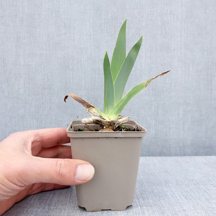 Iris germanica Immortality Maceta de 8/9 cm Ejemplar entregado en la primavera