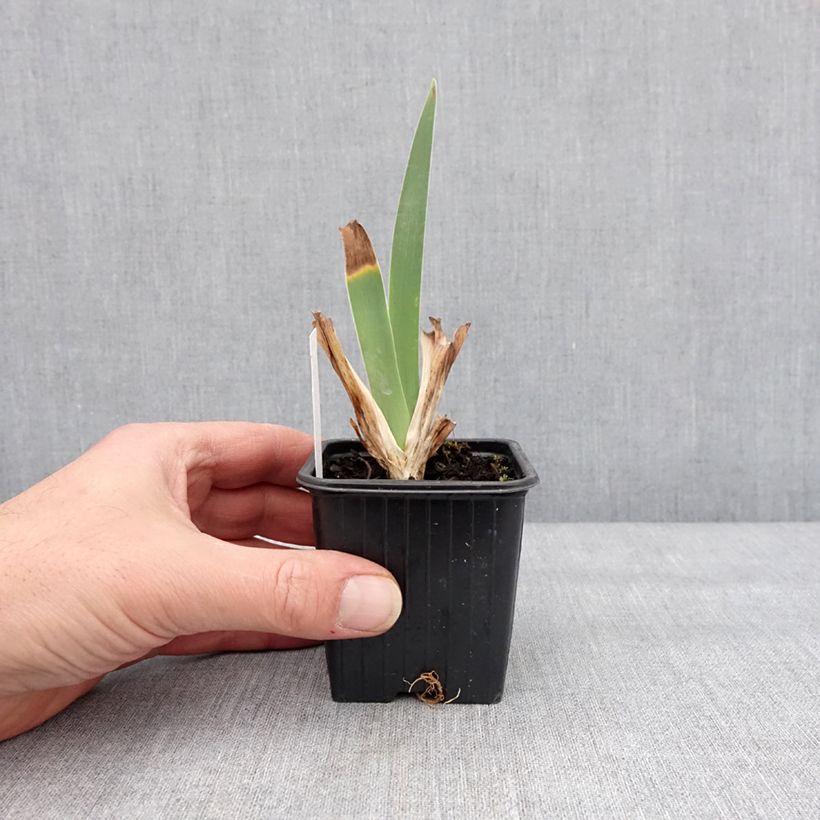 Iris germanica Inferno Maceta de 8/9 cm Ejemplar entregado en invierno