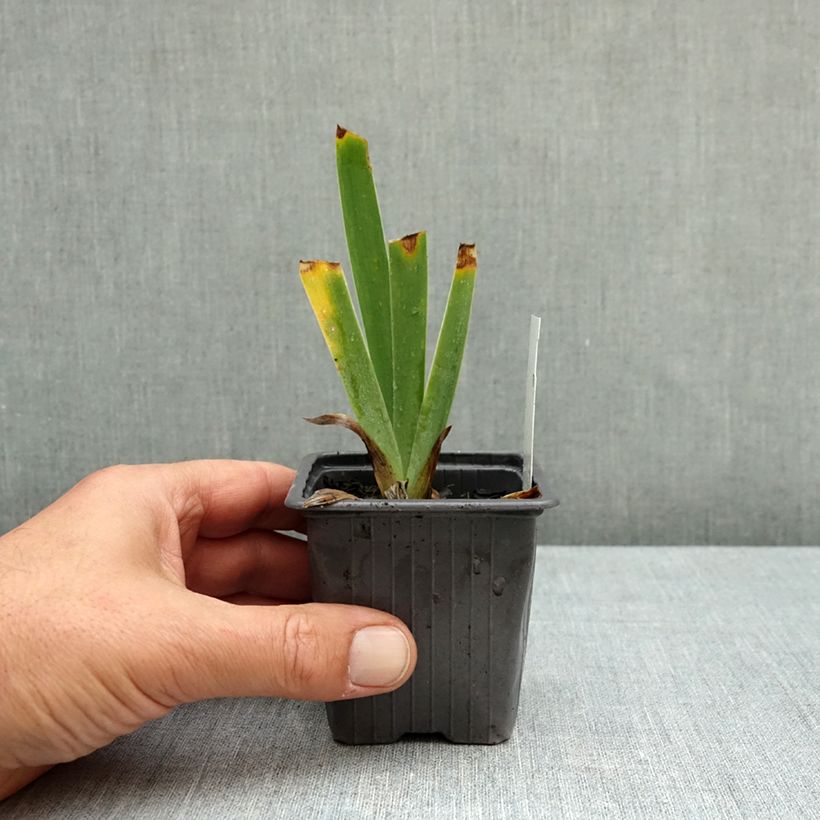 Ejemplar de Iris germanica Invitation Maceta de 8/9 cm entregado en otoño