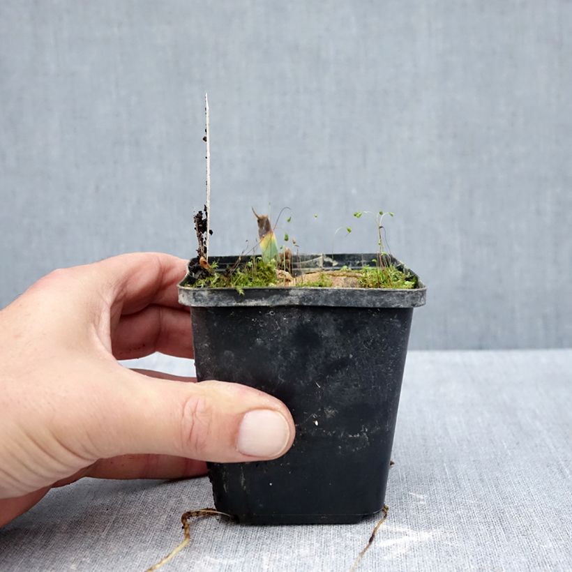 Ejemplar de Iris germanica Inviting Maceta de 8/9 cm entregado en otoño