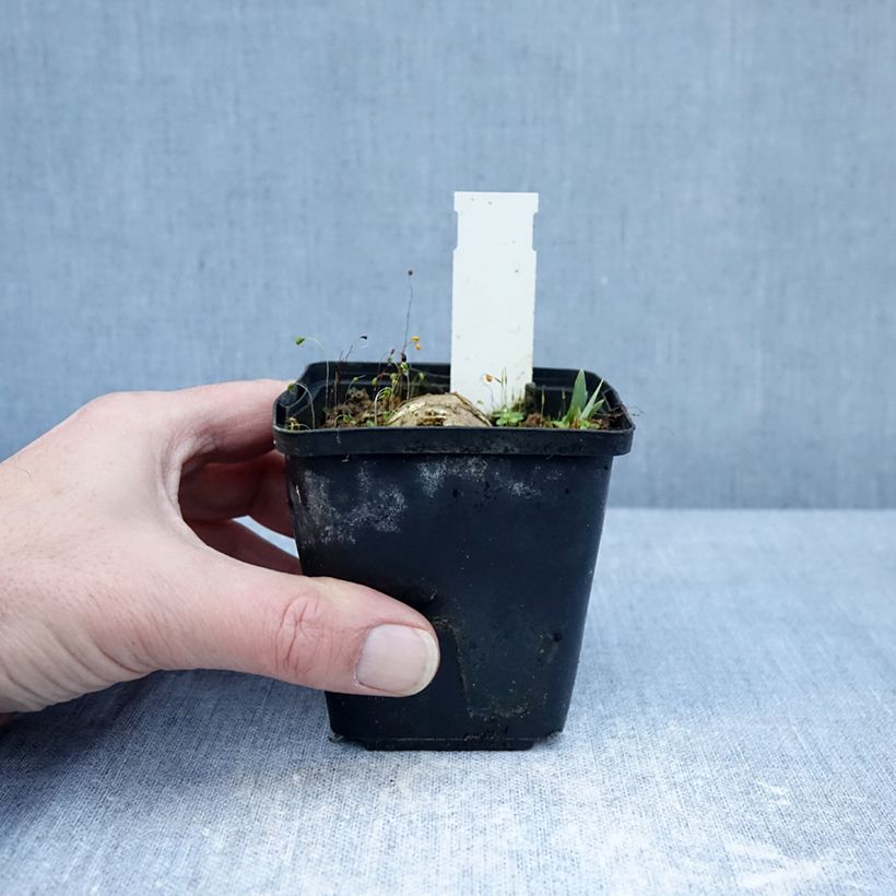 Iris germanica Inviting Maceta de 8/9 cm Ejemplar entregado en invierno