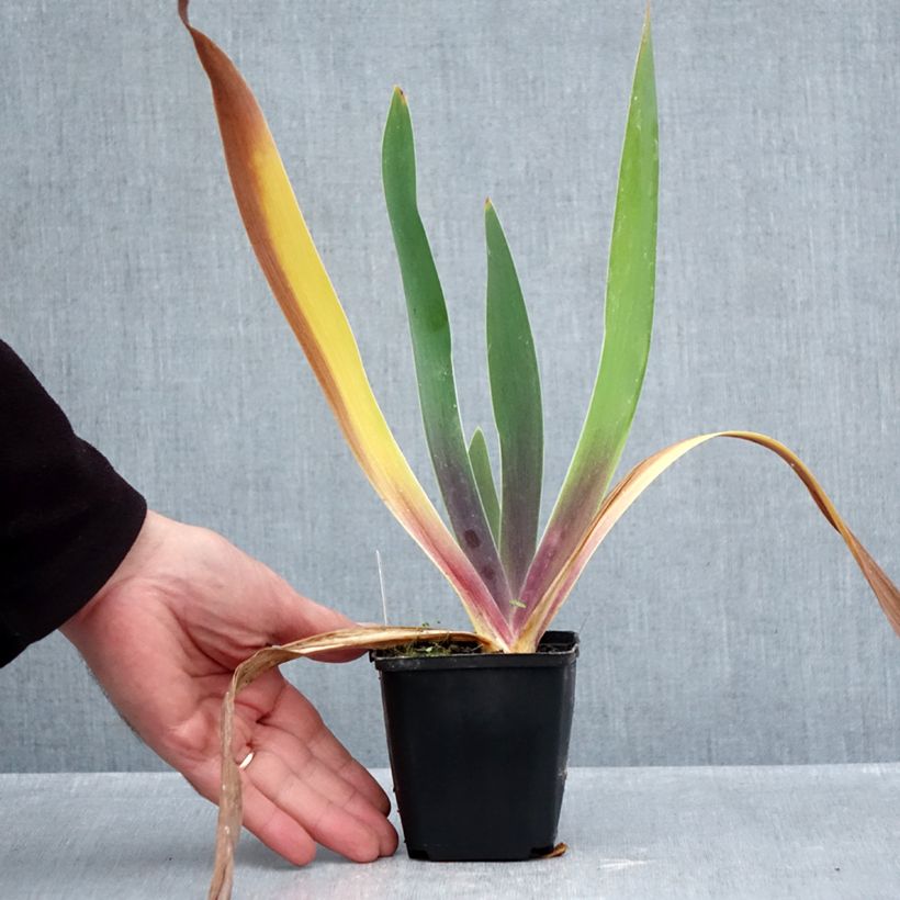 Ejemplar de Iris germanica Irisades Maceta de 8/9 cm entregado en otoño