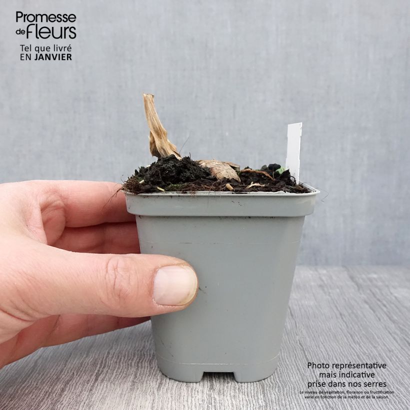 Iris germanica Jazz Festival Maceta de 8/9 cm Ejemplar entregado en invierno