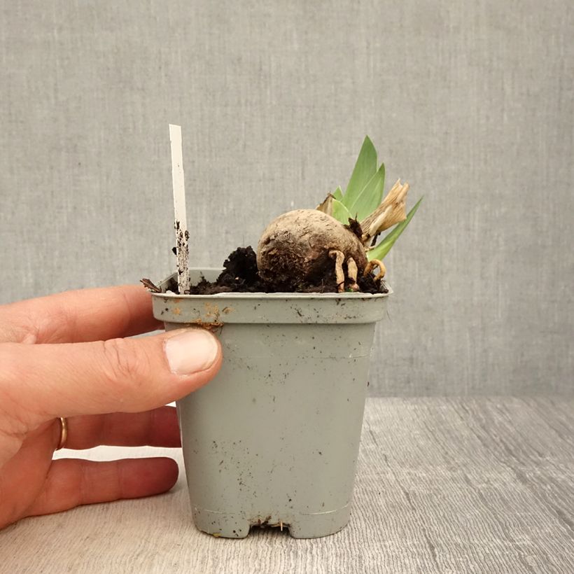 Iris germanica Jazz Festival Maceta de 8/9 cm Ejemplar entregado en la primavera