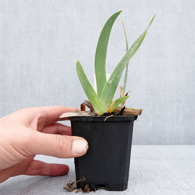 Iris germanica Jus de Pomme Maceta de 8/9 cm Ejemplar entregado en invierno