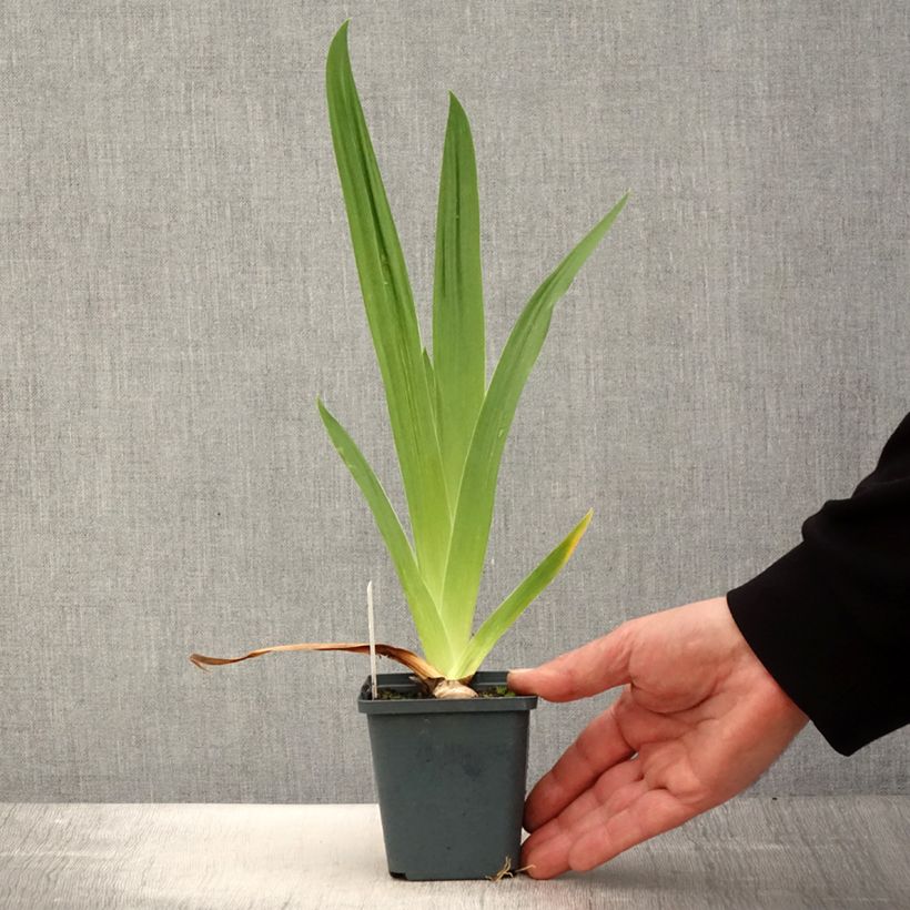 Iris germanica Jus de Pomme Maceta de 8/9 cm Ejemplar entregado en la primavera