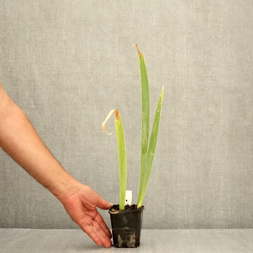 Ejemplar de Iris germanica Lemon Bubbly Maceta de 8/9 cm entregado en verano