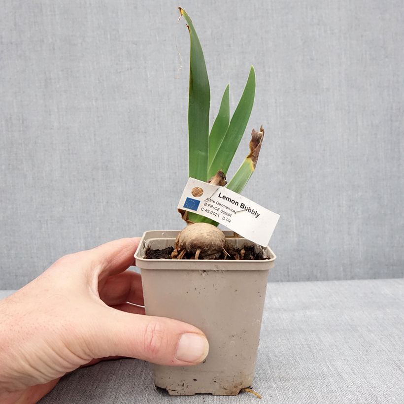 Iris germanica Lemon Bubbly Maceta de 8/9 cm Ejemplar entregado en invierno