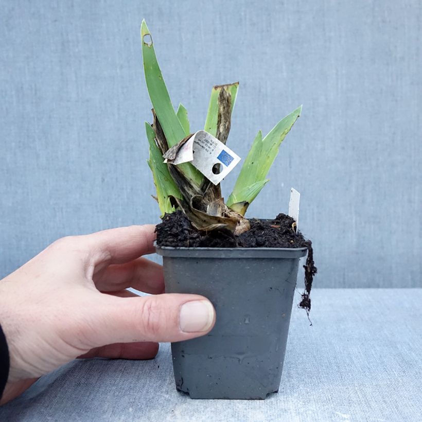 Iris germanica Leonin Maceta de 8/9 cm Ejemplar entregado en invierno