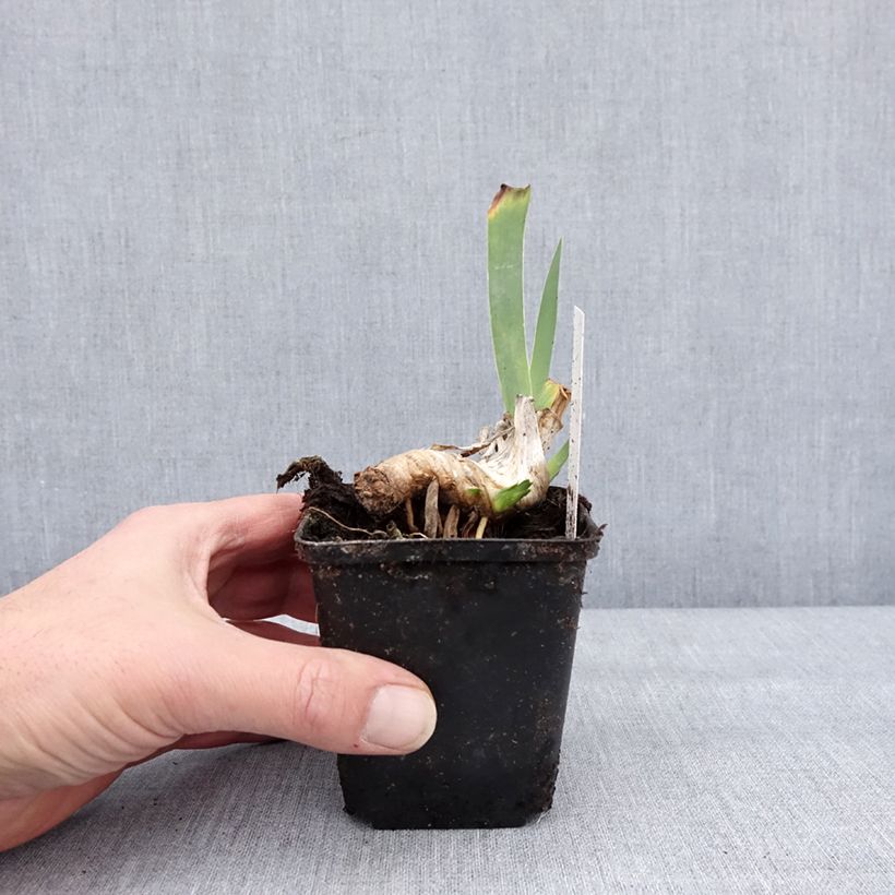 Iris germanica Lucky Locket Maceta de 8/9 cm Ejemplar entregado en invierno