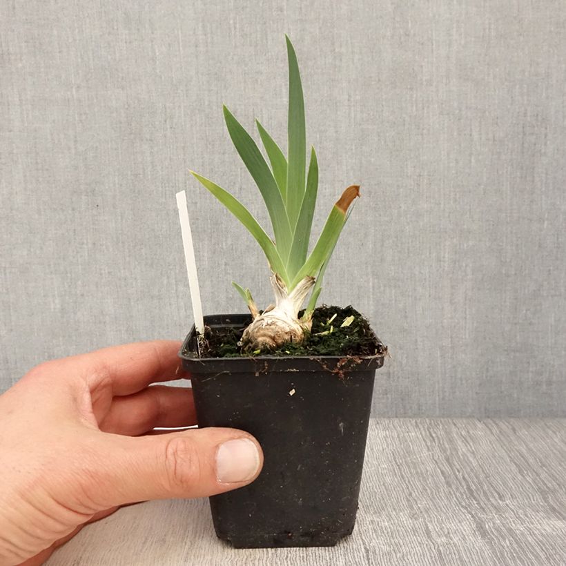 Iris germanica Lucky Locket Maceta de 8/9 cm Ejemplar entregado en la primavera
