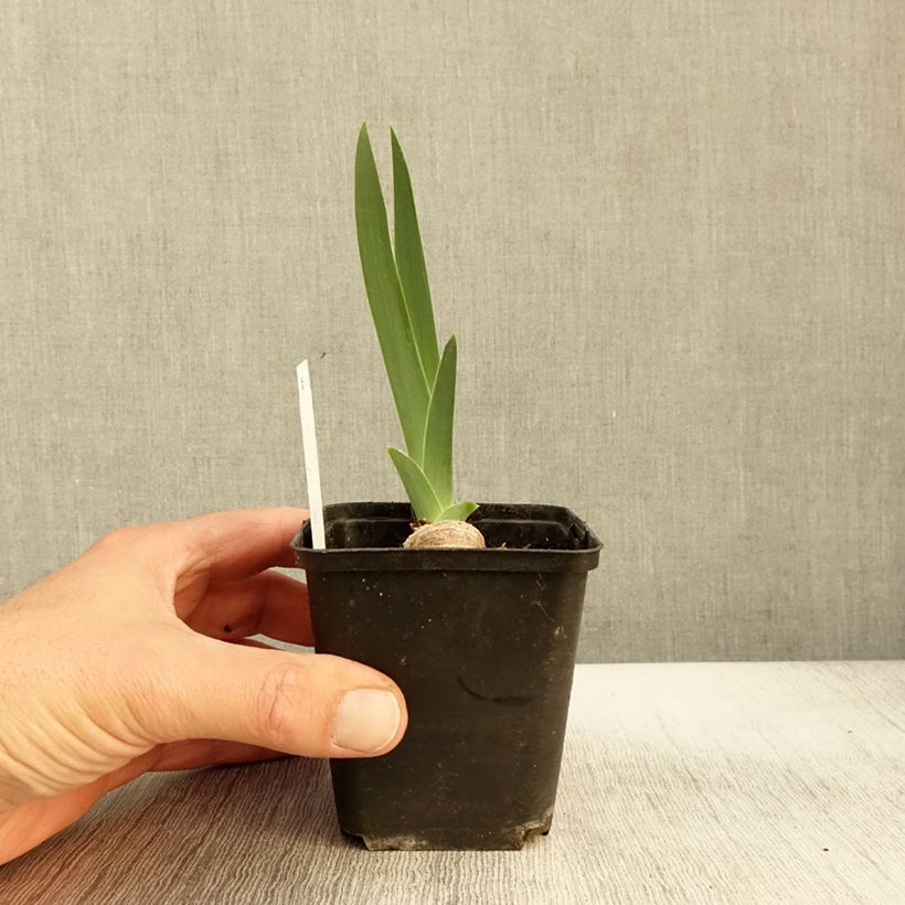 Ejemplar de Iris germanica Lune et Soleil Maceta de 8/9 cm entregado en otoño