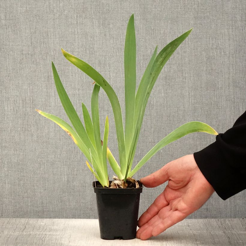 Iris germanica Magnétisme Maceta de 8/9 cm Ejemplar entregado en la primavera