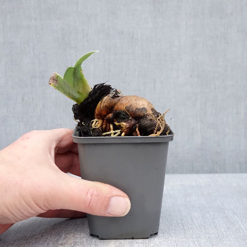 Iris germanica Mallow dramatic Maceta de 8/9 cm Ejemplar entregado en invierno