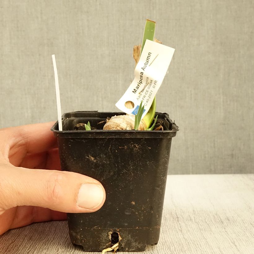 Ejemplar de Iris germanica Mariposa Autumn Maceta de 8/9 cm entregado en otoño