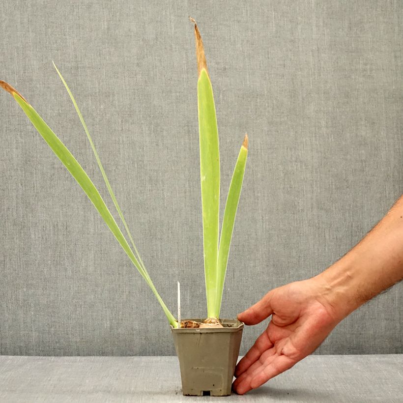 Ejemplar de Iris germanica Masque Noir Maceta de 8/9 cm entregado en verano