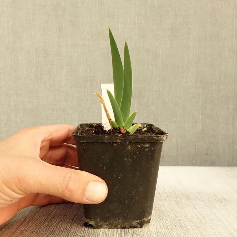 Ejemplar de Iris germanica Modern Woman Maceta de 8/9 cm entregado en otoño