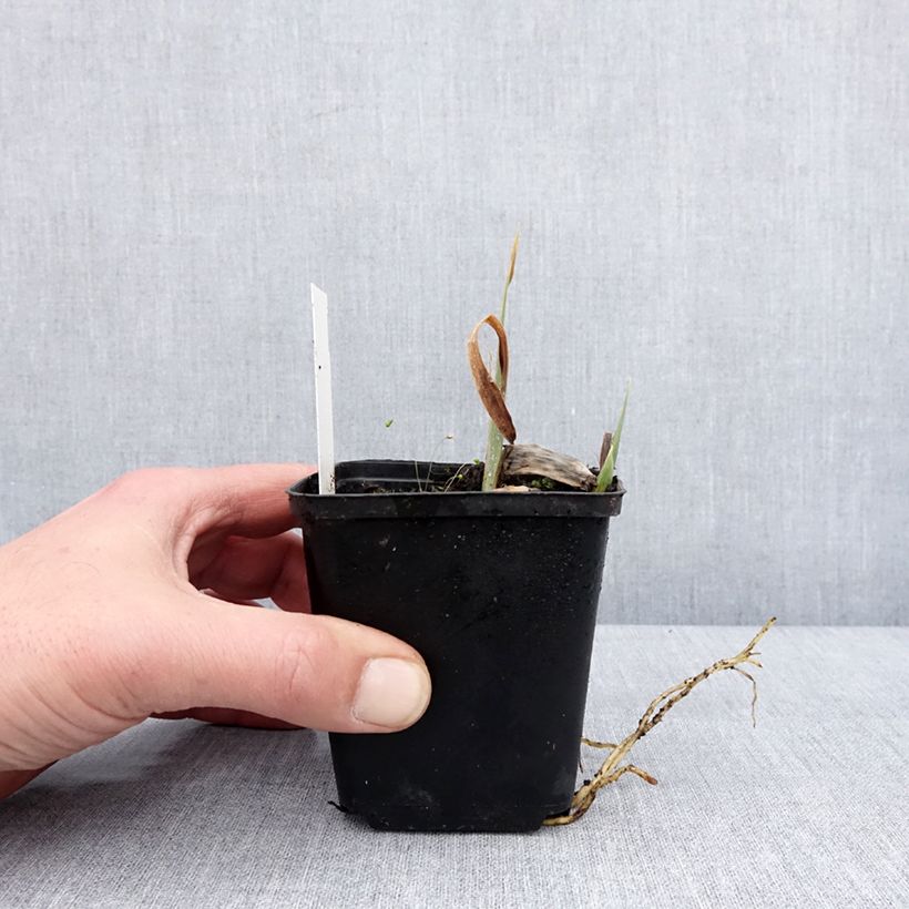 Iris germanica Modern Woman Maceta de 8/9 cm Ejemplar entregado en invierno