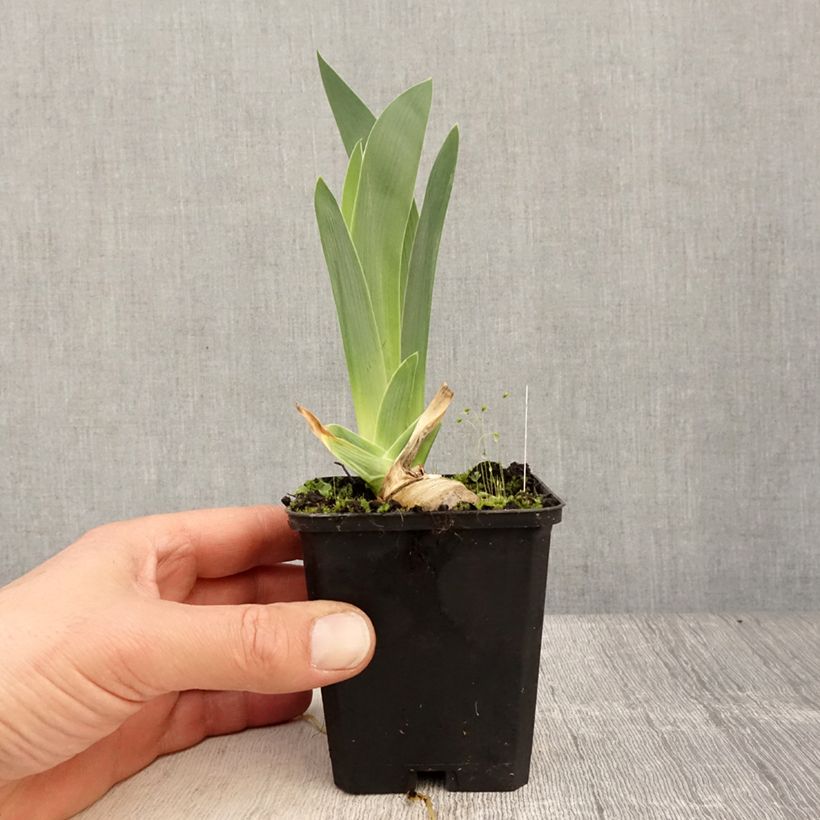 Iris germanica Modern Woman Maceta de 8/9 cm Ejemplar entregado en la primavera