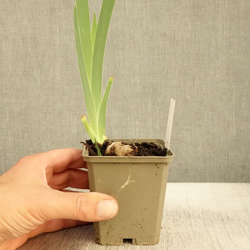 Ejemplar de Iris germanica Morning Mail Maceta de 8/9 cm entregado en otoño