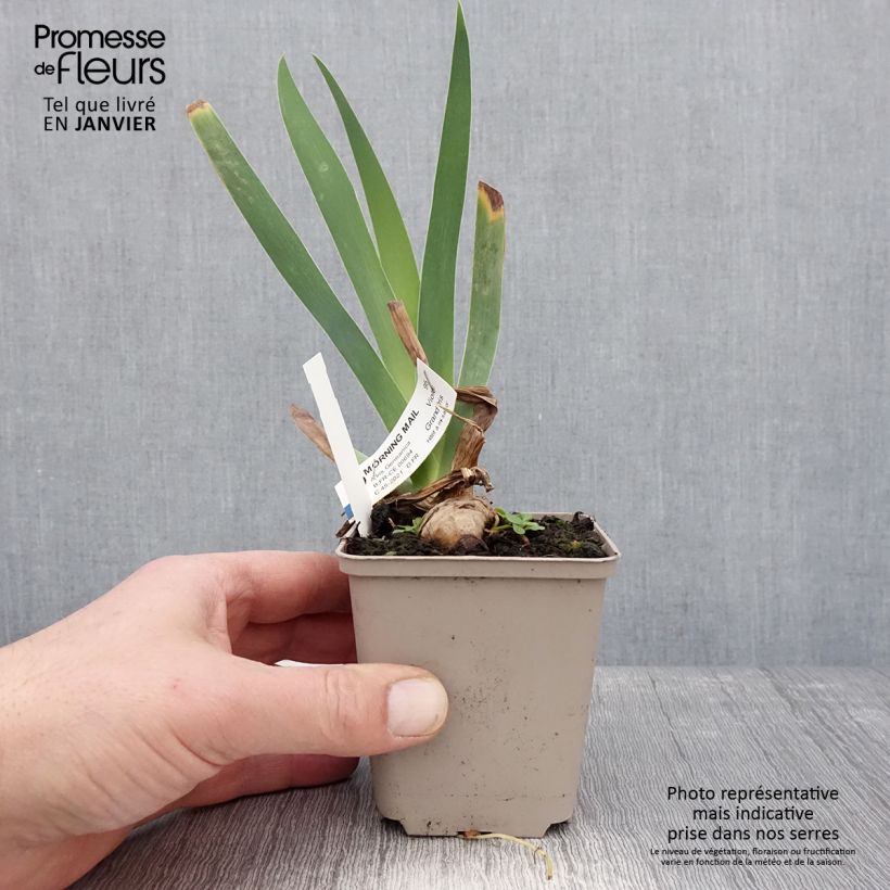 Iris germanica Morning Mail Maceta de 8/9 cm Ejemplar entregado en invierno