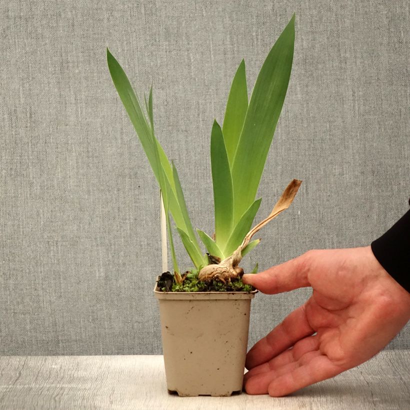 Iris germanica Naples Maceta de 8/9 cm Ejemplar entregado en la primavera