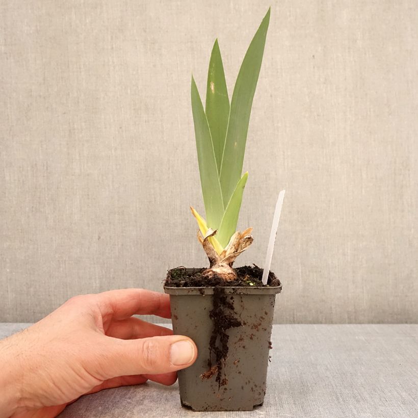 Iris germanica Natchez Trace Maceta de 8/9 cm Ejemplar entregado en la primavera